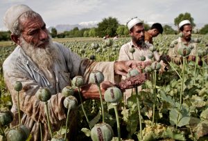 4월9일(토) 마약중독 – 아프가니스탄
